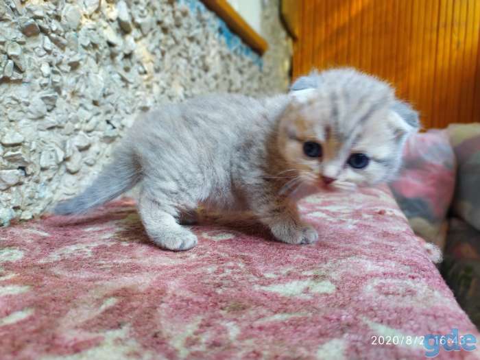 Котята шотландские вислоухие, фотография 5