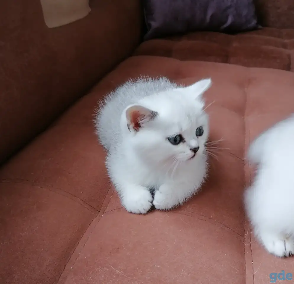 Британские котята, фотография 2