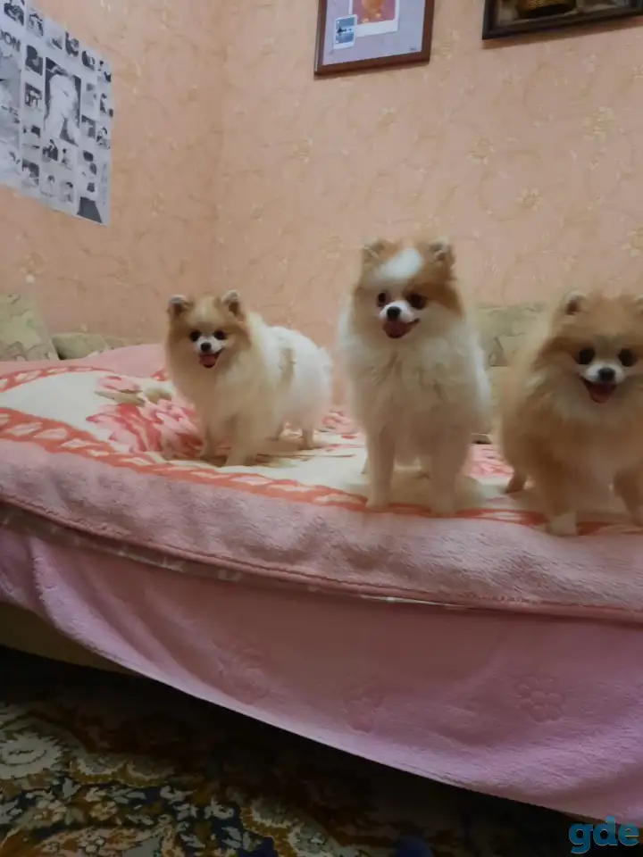 продаются подрощенные щенки померанского шпица от родителей чемпионов, фотография 3