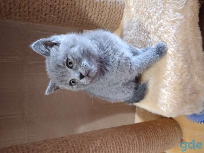 Шотландские котята, фотография 1