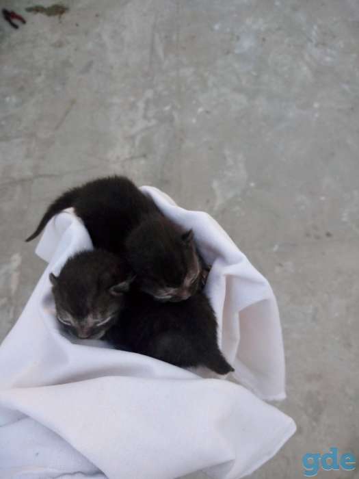 Отдам котят бесплатно.Британцы., фотография 2