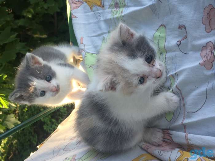 Котята, фотография 1