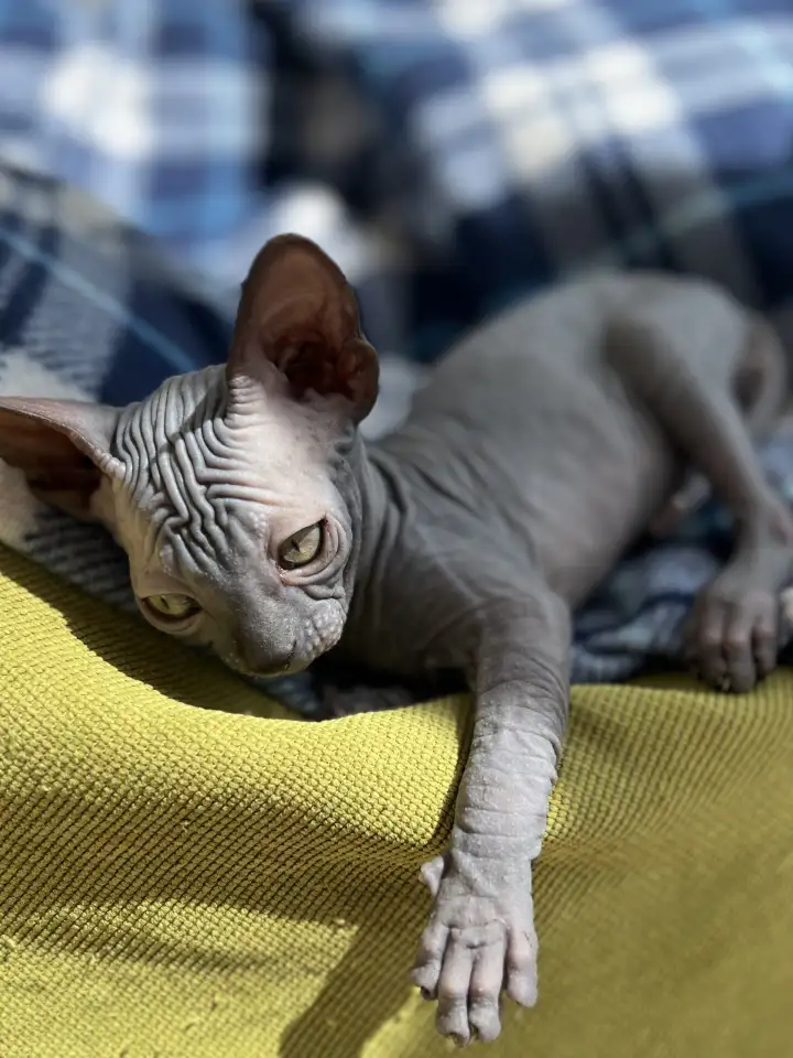 Котята канадского сфинкса, фотография 7