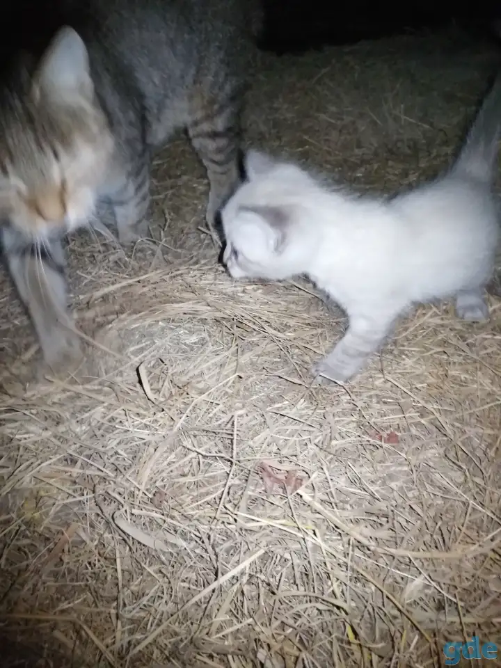 Котята в добрые руки, фотография 4