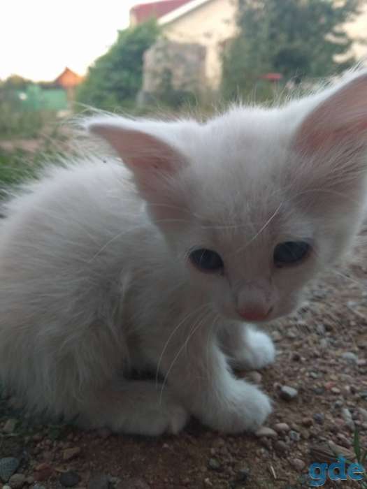 Котята, фотография 4