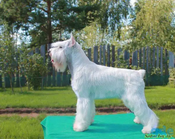 вязка цвергшнауцера, фотография 1