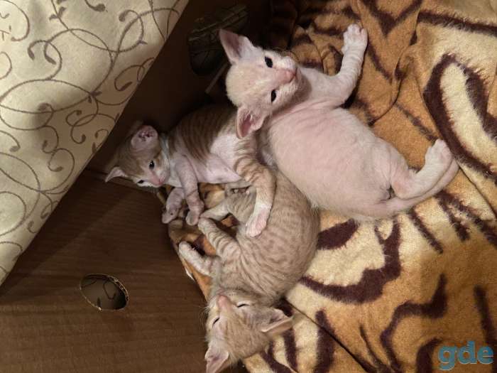 Котята канадского сфинкса, фотография 1