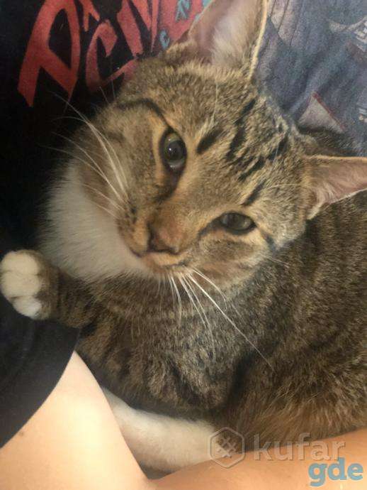 Кот 