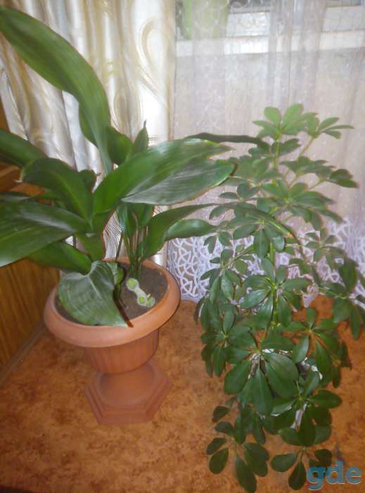 Продам комнатные цветы, фотография 1