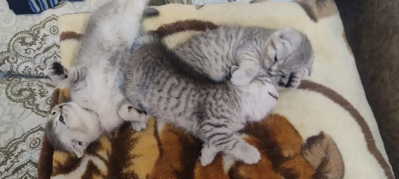 Шотландский котята, фотография 4