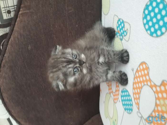 Продам котят, фотография 1