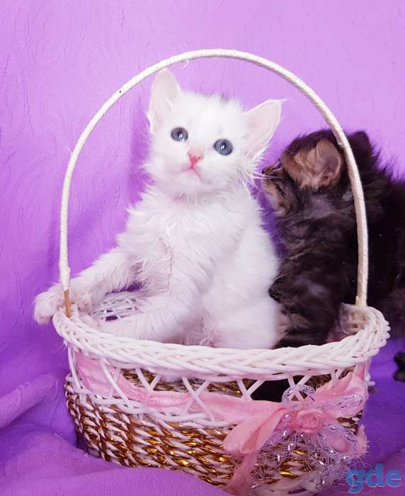 Котята бесплатно., фотография 1