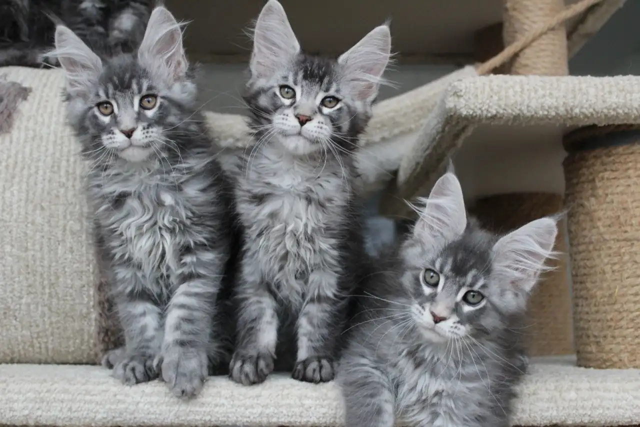 Котята мейн кун ждут Вас!, фотография 2