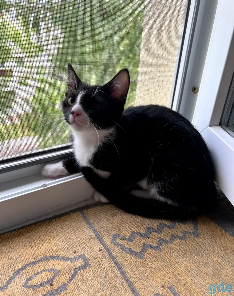 Котёнок в добрые руки, фотография 2