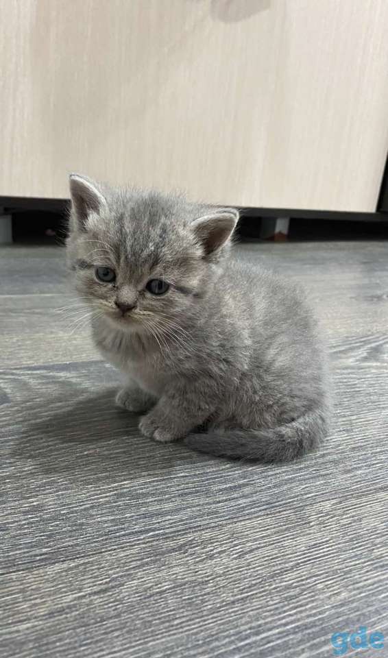 Продам прямоухого кота, фотография 3