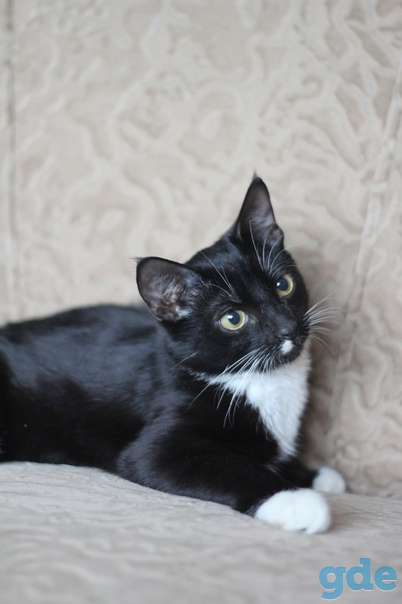 Котик ищет дом, фотография 1