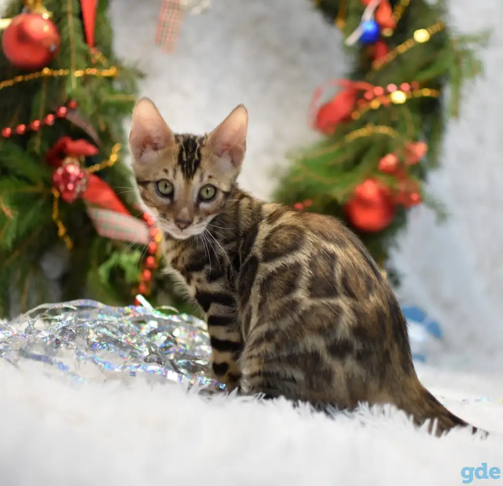 Маленькие бенгальские котята: мальчик, фотография 1