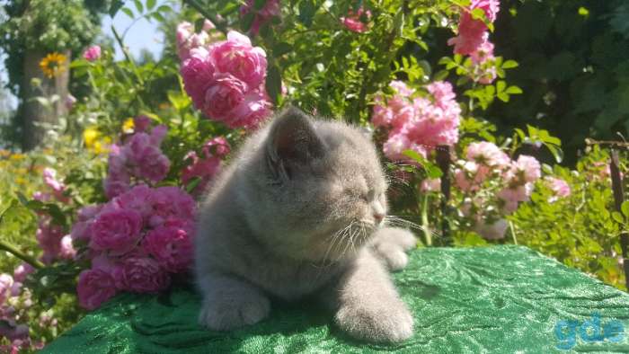Шотландские клубные котята., фотография 5
