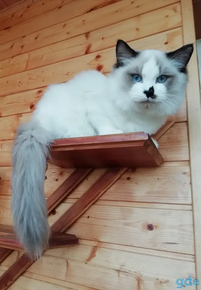 Котёнок Рэгдолл в любящую семью, фотография 2