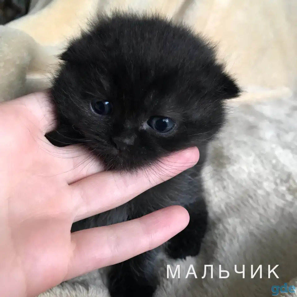 Шотландские вислоухие котята, фотография 6