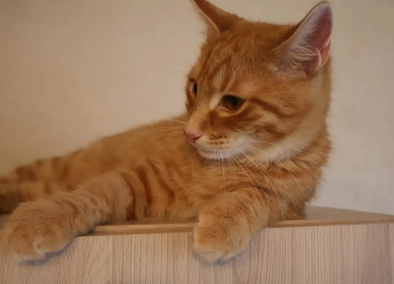 Домашний котенок 4 мес. Любит спать на ручках, добрый, очень нежный, фотография 14