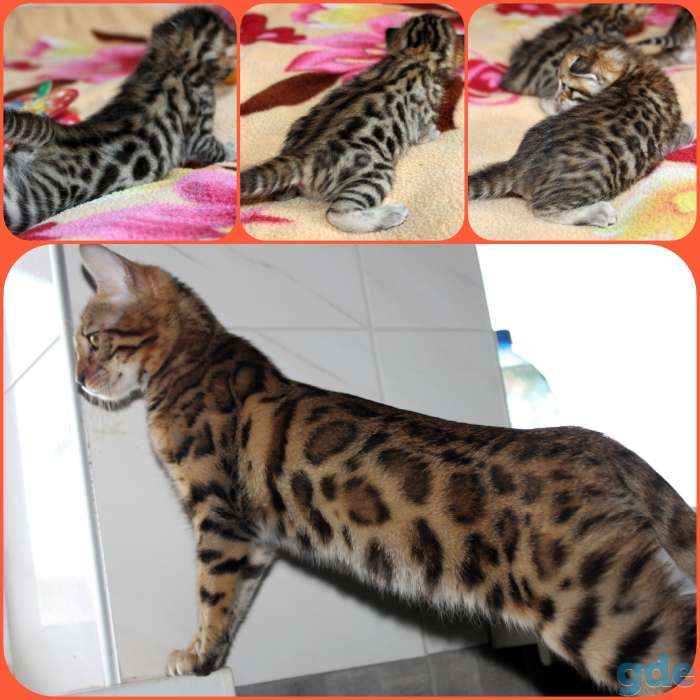 Бенгальские котята, фотография 5