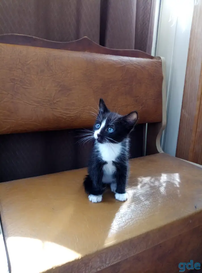 Котята в дар., фотография 2