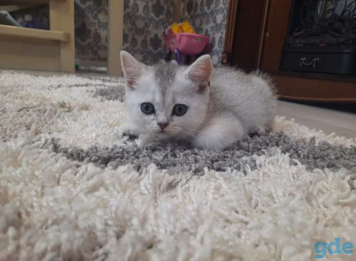 Котята, фотография 4