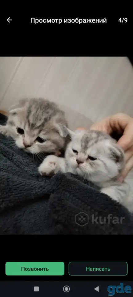 Шотландские чистокровные котята, фотография 10