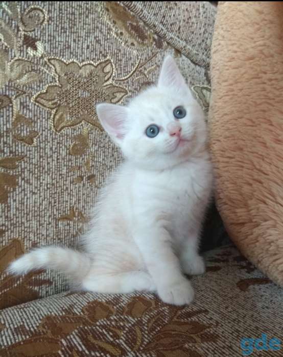 Британские котята, фотография 5