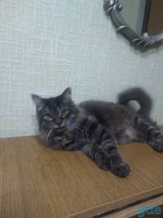 Шикарный кот Барсик несомненно станет любимцем всей семьи, фотография 2
