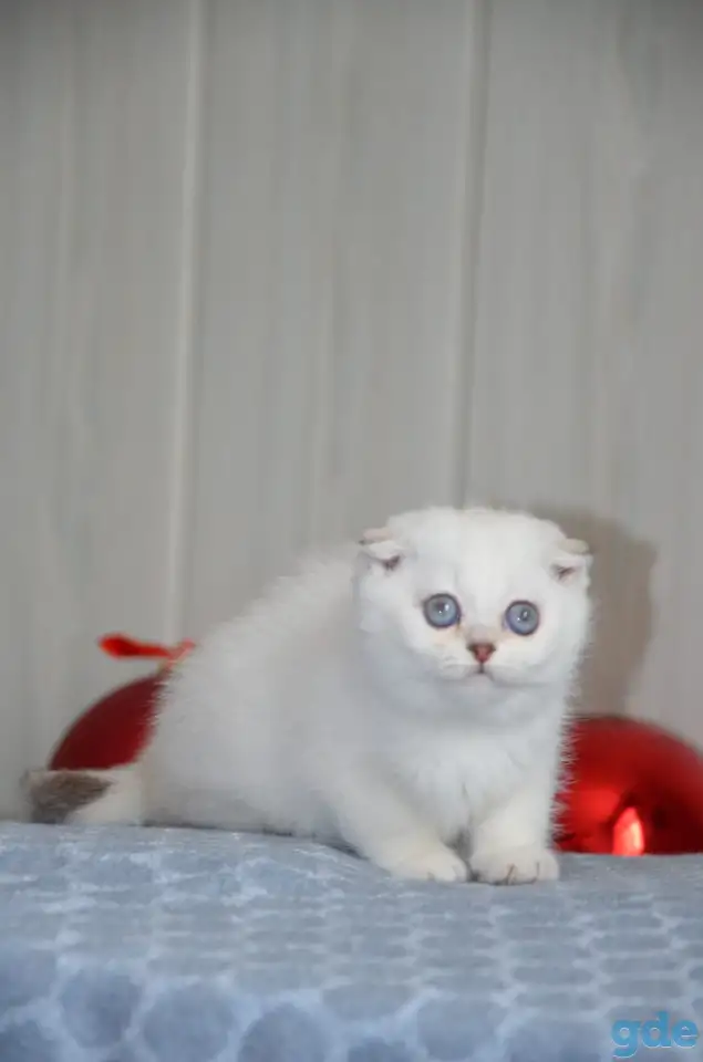 Шотландские котята, фотография 4