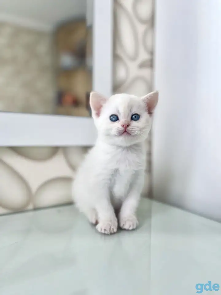 Шотландские котята, фотография 2