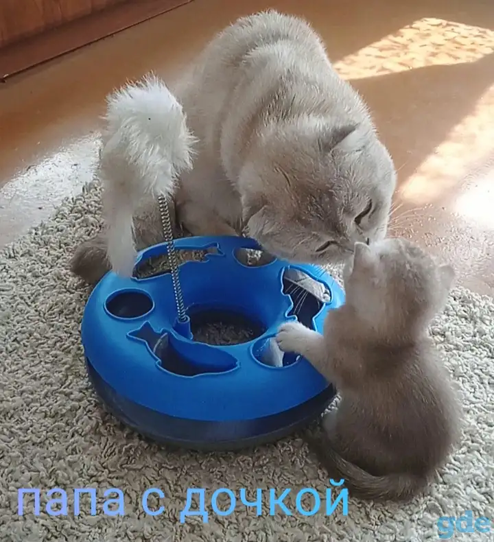 Шотландские котята, фотография 6