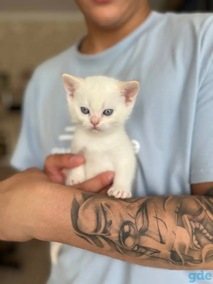 Шотландские котята, фотография 3
