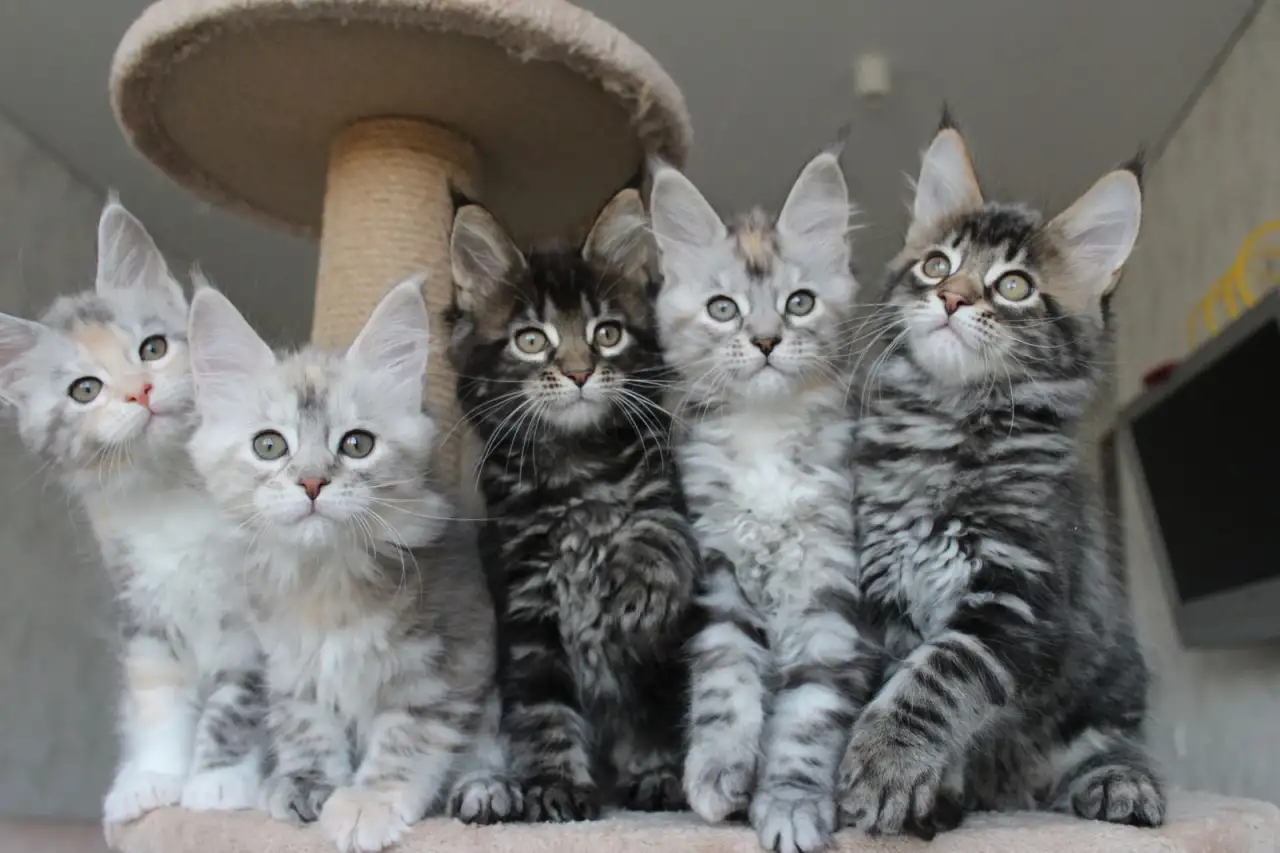 Котята мейн-кун!, фотография 6