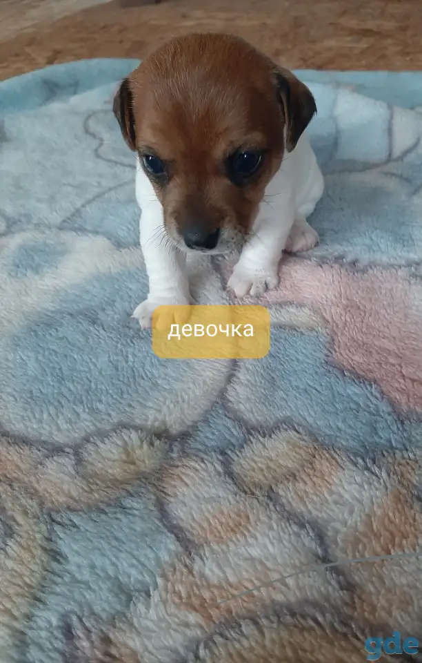 Щенки, фотография 7