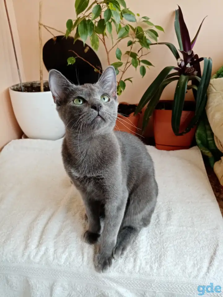 Котенок Русская Голубая, фотография 2