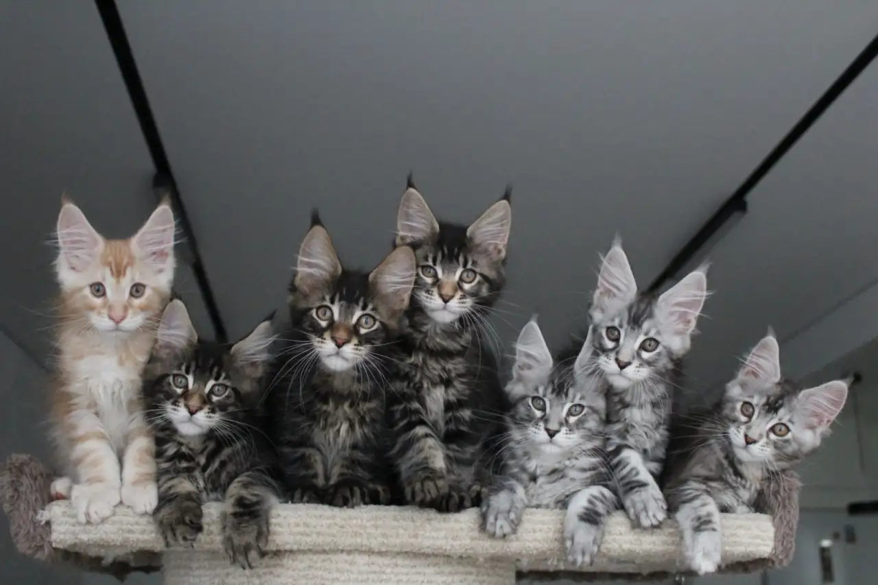 Котята мейн кун!, фотография 6