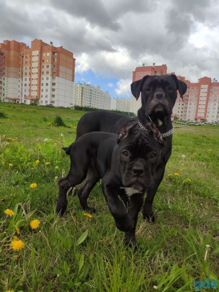 Щенок Кане Корсо, фотография 2