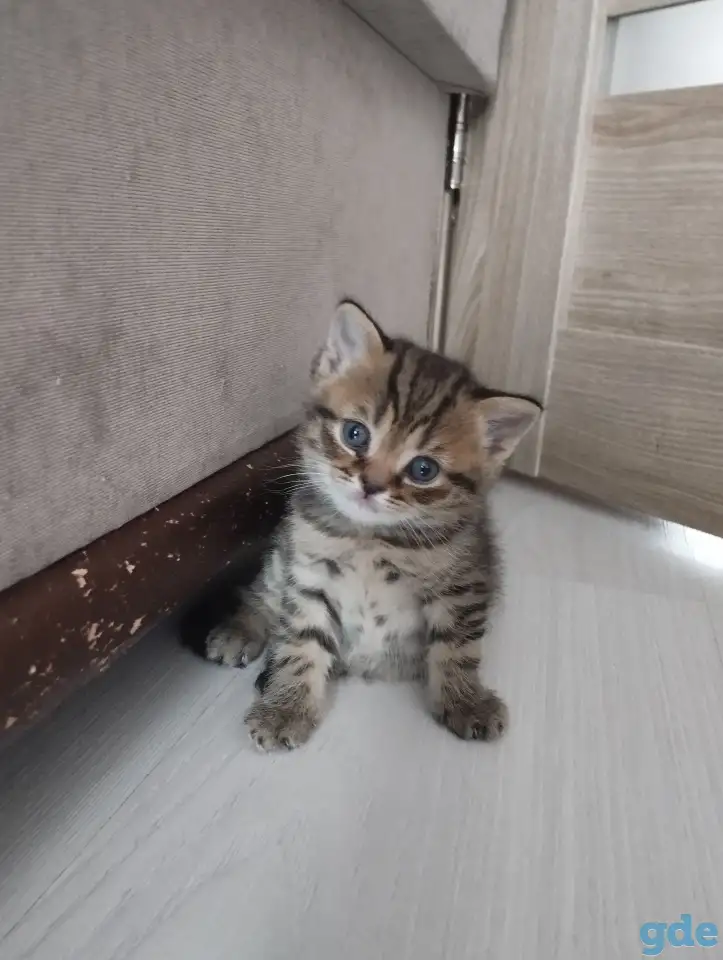 Шотландские котята, фотография 5