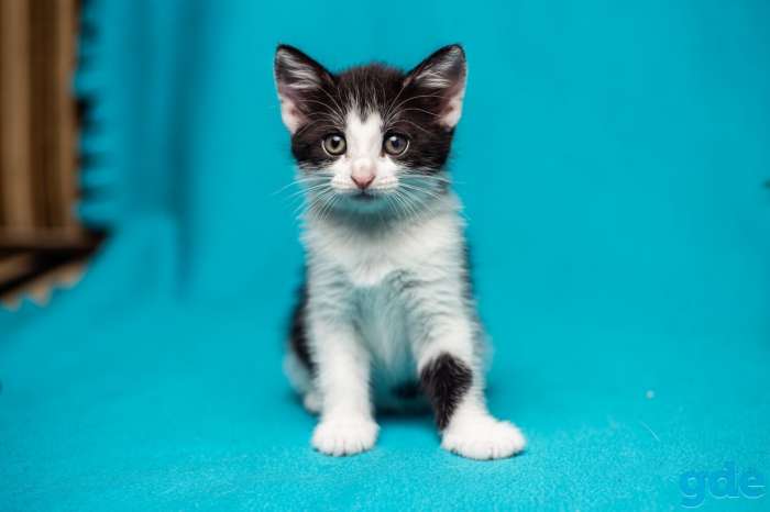 Котенок девочка 4 месяца даром., фотография 2