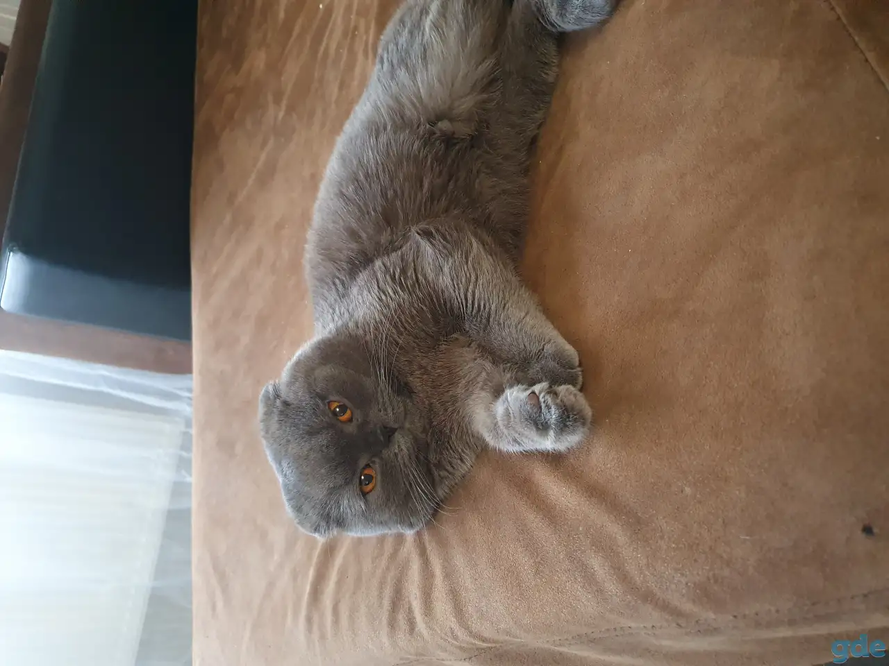Продажа котят, фотография 4