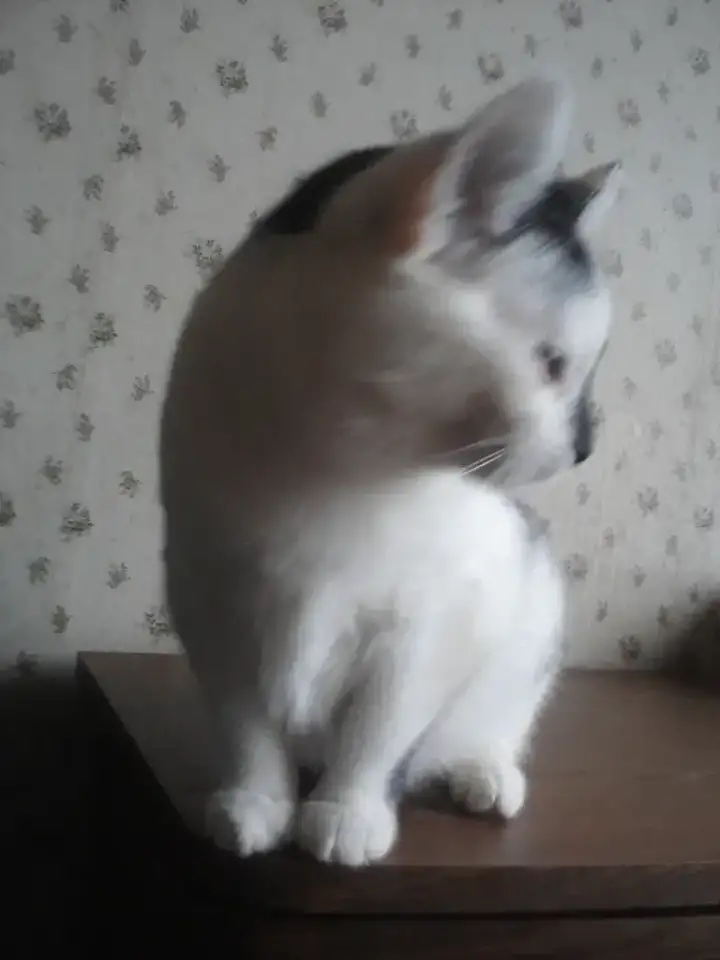 КОТЕНОК МАЛЬЧИК 2.5 МЕС., фотография 5