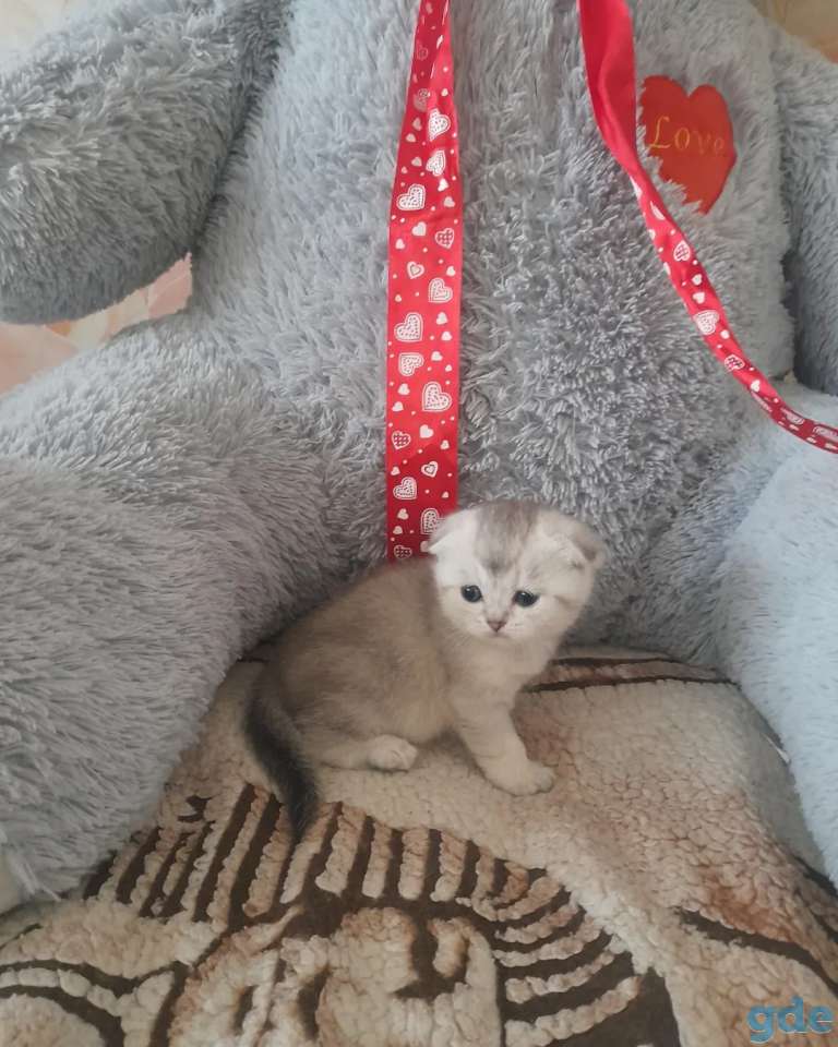 Шотландский вислоухий котенок, фотография 3