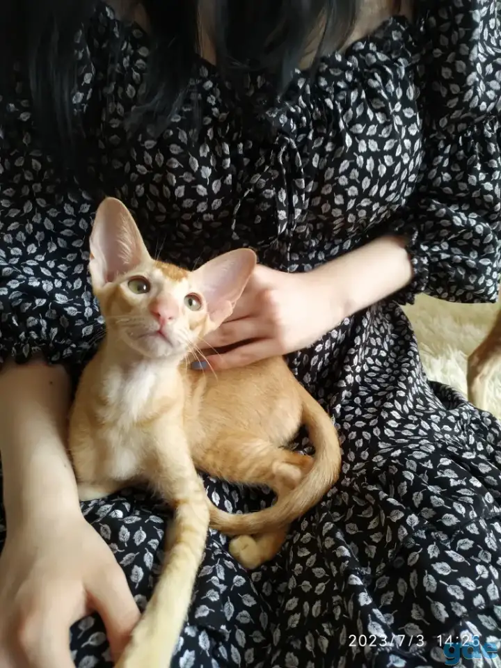 Ориентальные котята, фотография 1