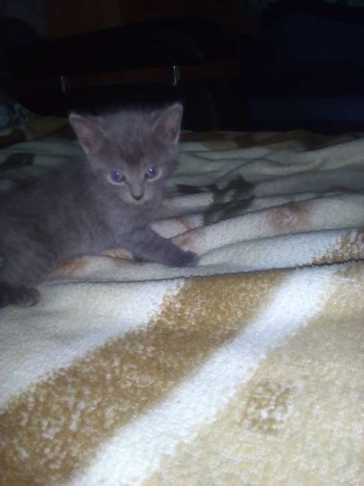 Котята в дар, фотография 3