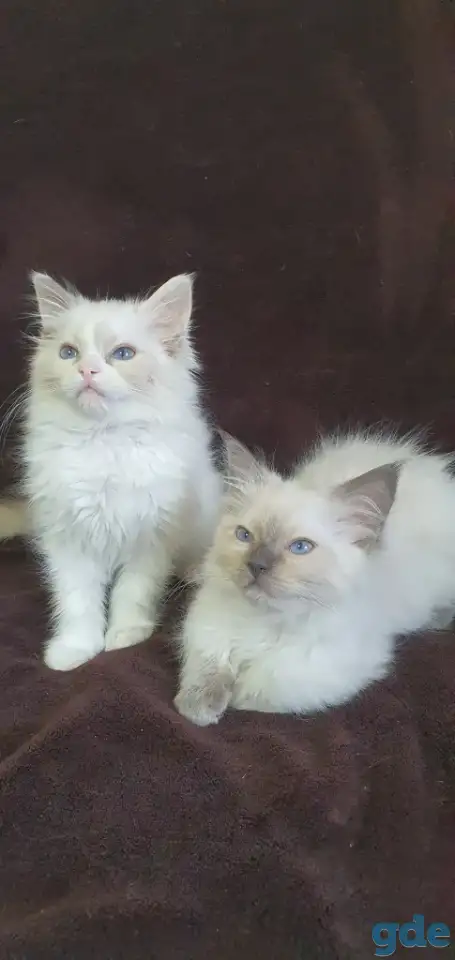 Котята рэгдоллл, фотография 3