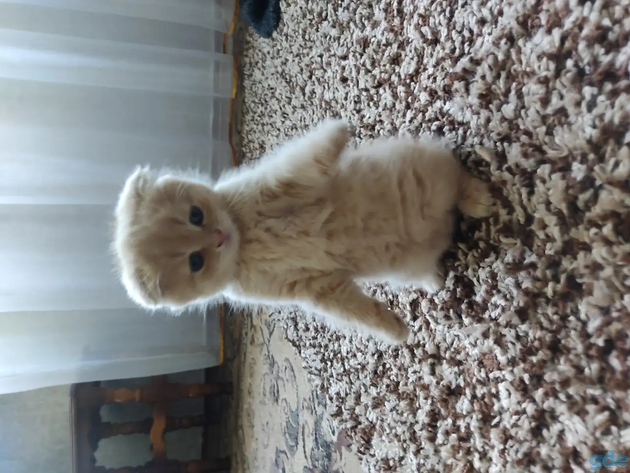 Шотландский котёнок, фотография 1