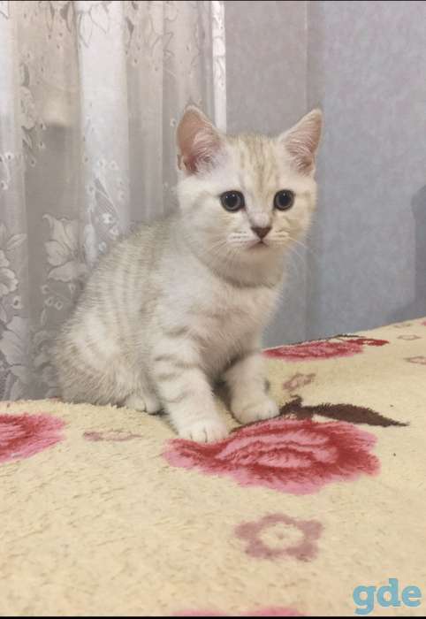 Котята, фотография 2
